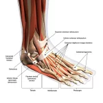 Image showing the anatomy of the foot and ankle